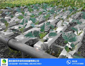 春苏农业 掌上菜市场引入雾化降尘装置，科技赋能绿色农产品供应