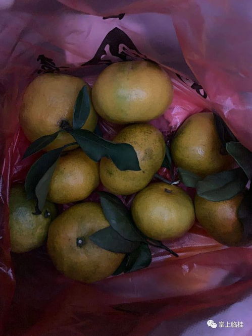 桂林菜市惊现“虫桔”，食品安全警钟再次敲响